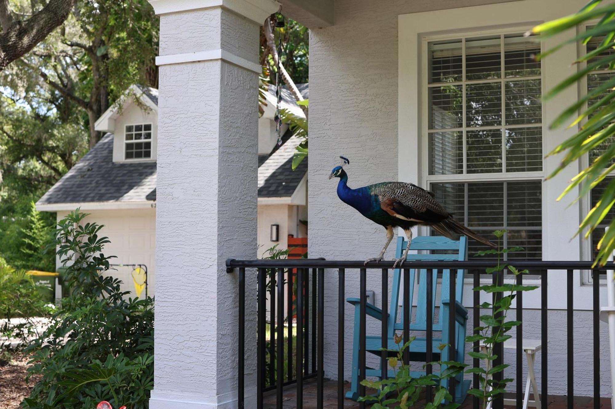 Key West Style-Livin' Villa Sarasota Exteriör bild